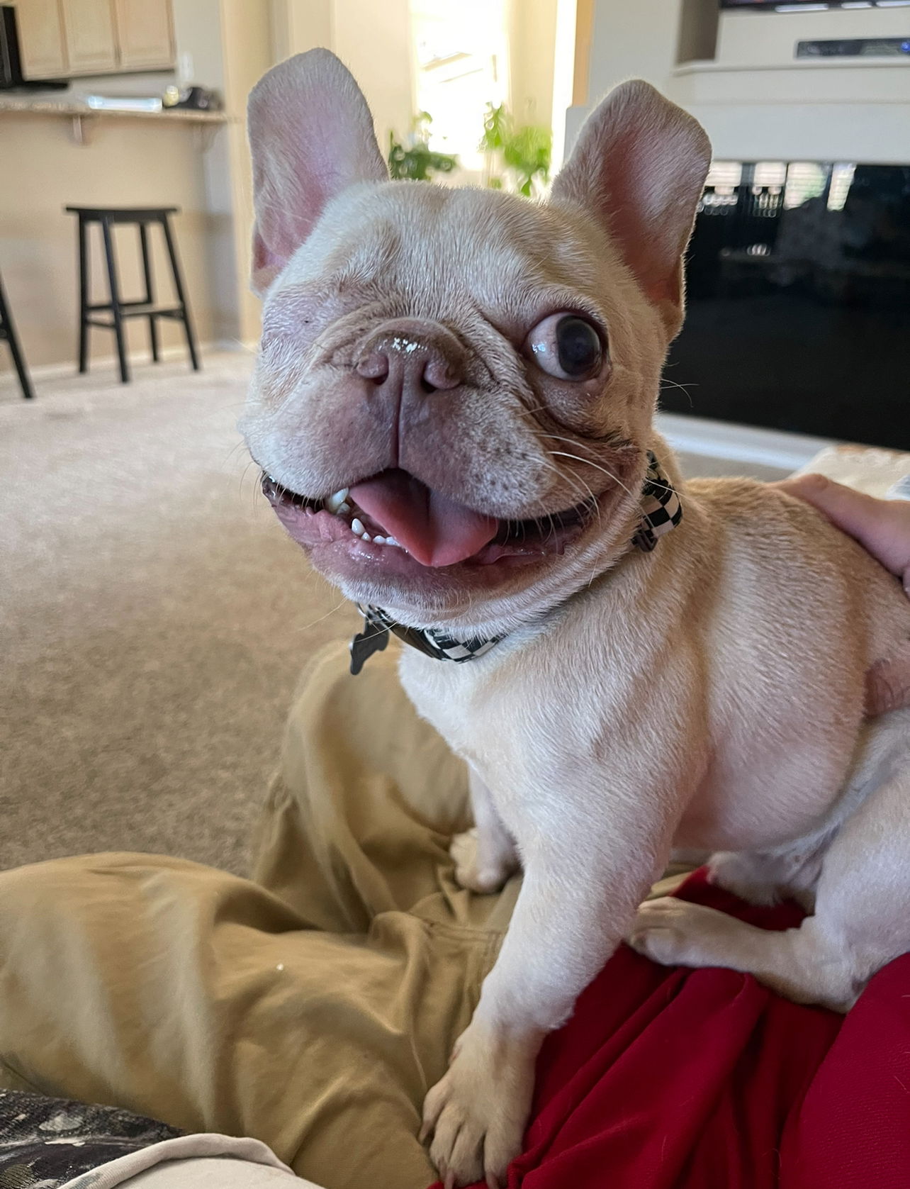 adoptable Dog in Las Vegas, NV named Theo