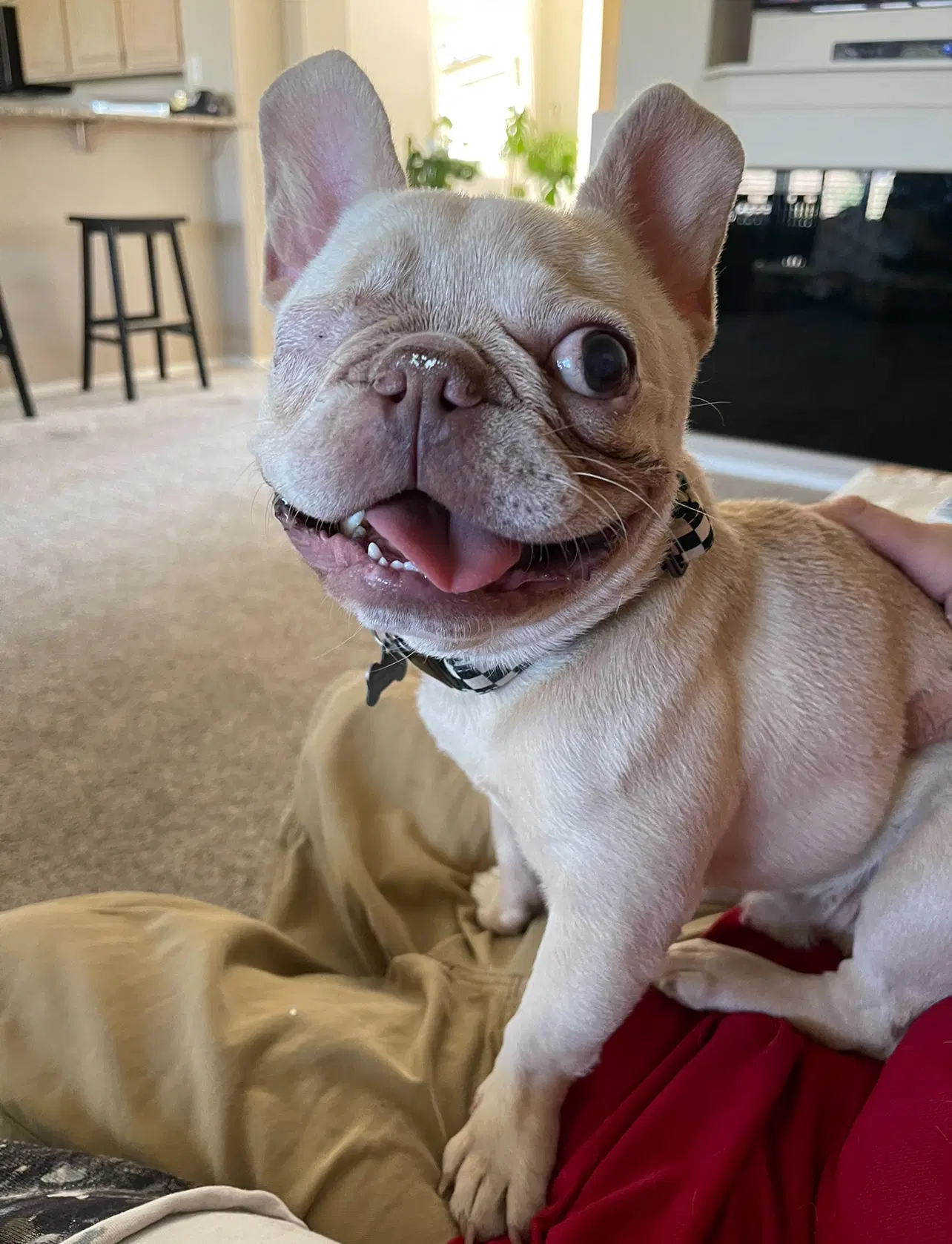 Theo - French Bulldog