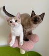adoptable Cat in , NV named Xavier & Tristan