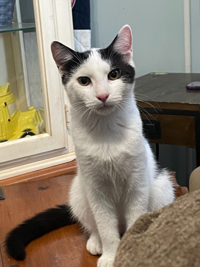 adoptable Cat in Hagaman, NY named Ross