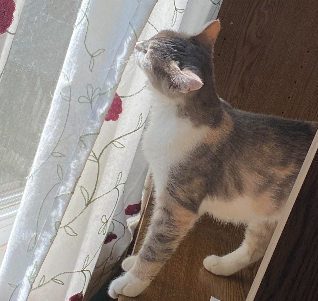 adoptable Cat in Hagaman, NY named Sundae