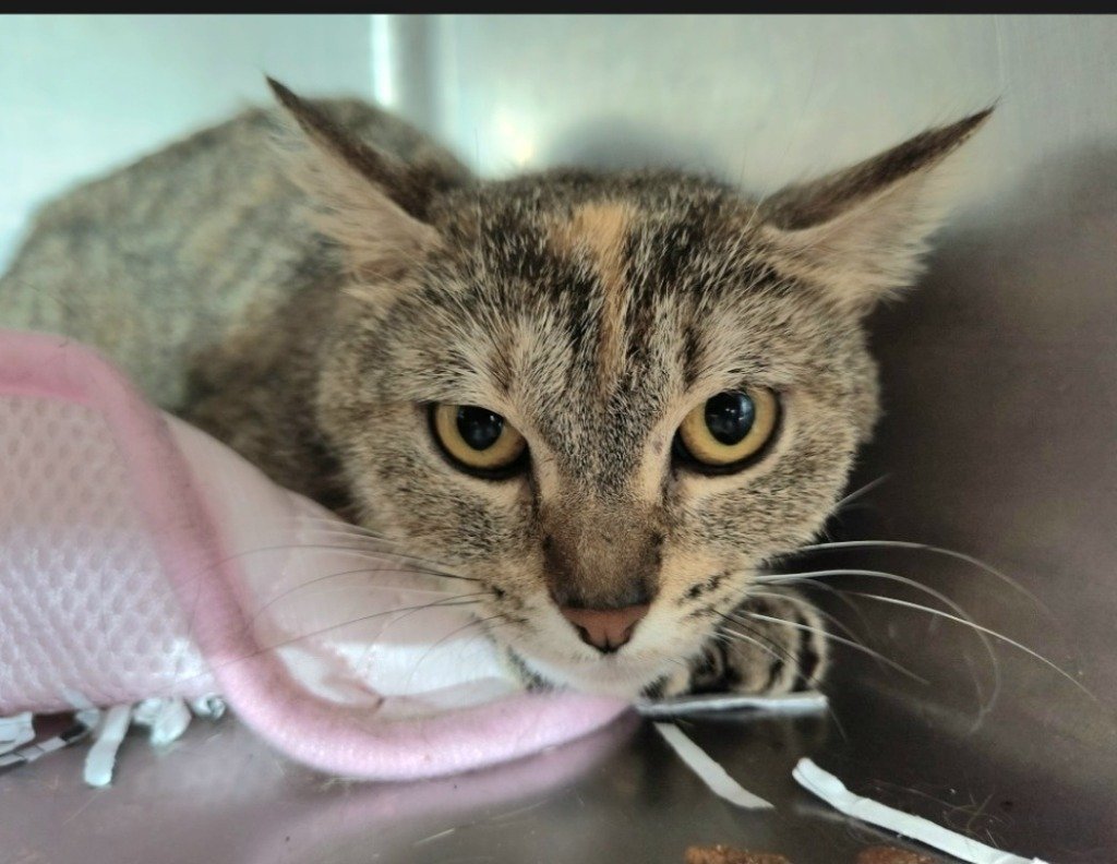 adoptable Cat in Hagaman, NY named Gypsy