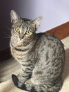 adoptable Cat in Hagaman, NY named Pigeon