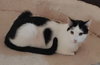 Biscuit - Photo 2