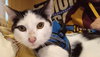 Biscuit - Photo 4