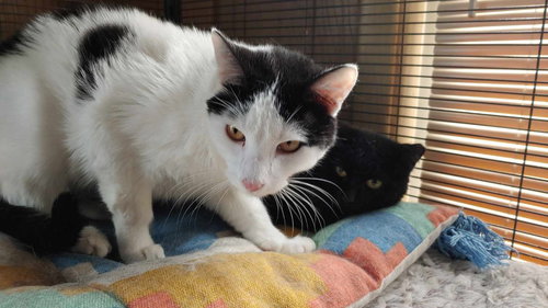 ROWENA - American Shorthair available for adoption