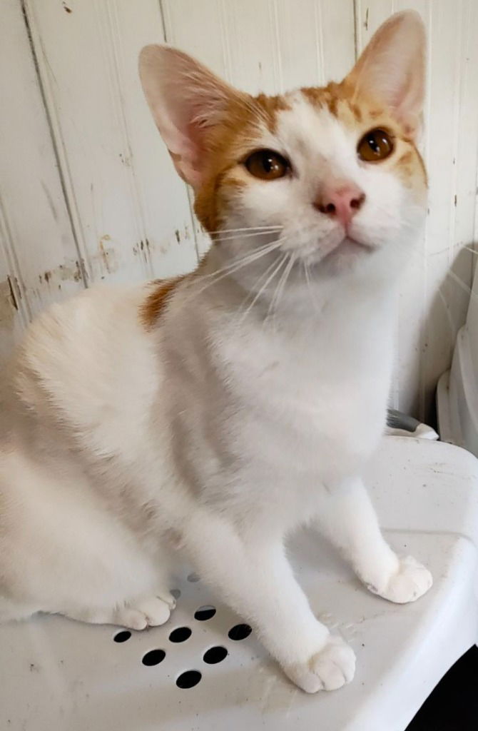 adoptable Cat in Hagaman, NY named Toyota