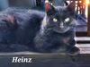 adoptable Cat in Hagaman, NY named Heinz