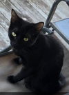 adoptable Cat in Hagaman, NY named Squeak