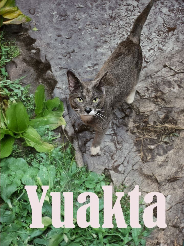 adoptable Cat in Hagaman, NY named Yuakta