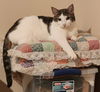 adoptable Cat in hagaman, NY named Orah