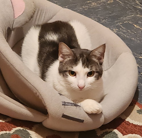 ORAH - American Shorthair available for adoption