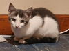 adoptable Cat in Hagaman, NY named Orah