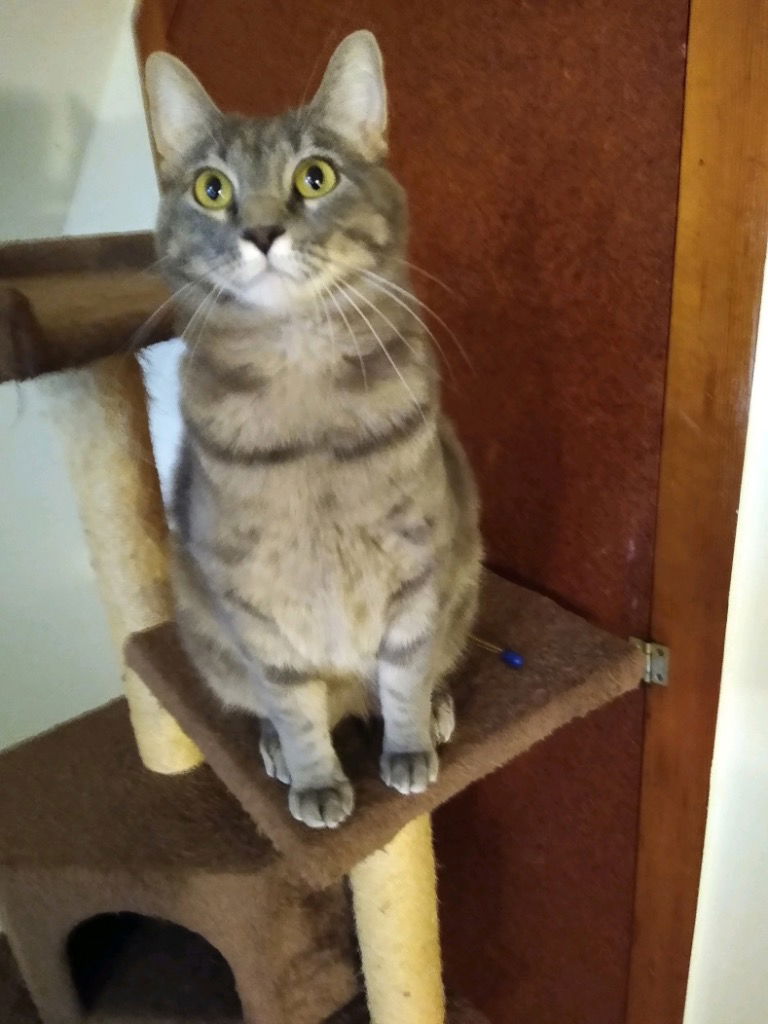 adoptable Cat in Hagaman, NY named Mississippi Stormy