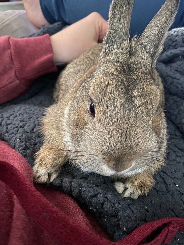 adoptable Rabbit in Hagaman, NY named Chip