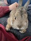 adoptable Rabbit in  named Chip