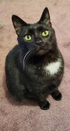 adoptable Cat in hagaman, NY named Saint Mary