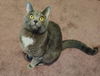 adoptable Cat in hagaman, NY named Little Monkey
