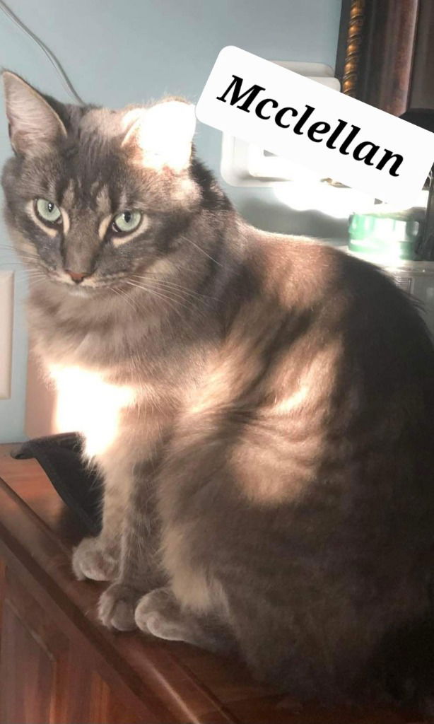 adoptable Cat in Hagaman, NY named McClellan