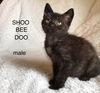 adoptable Cat in Hagaman, NY named shoo-bee-doo