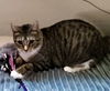 adoptable Cat in Hagaman, NY named Mississippi Sassy