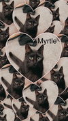 adoptable Cat in Hagaman, NY named Myrtle