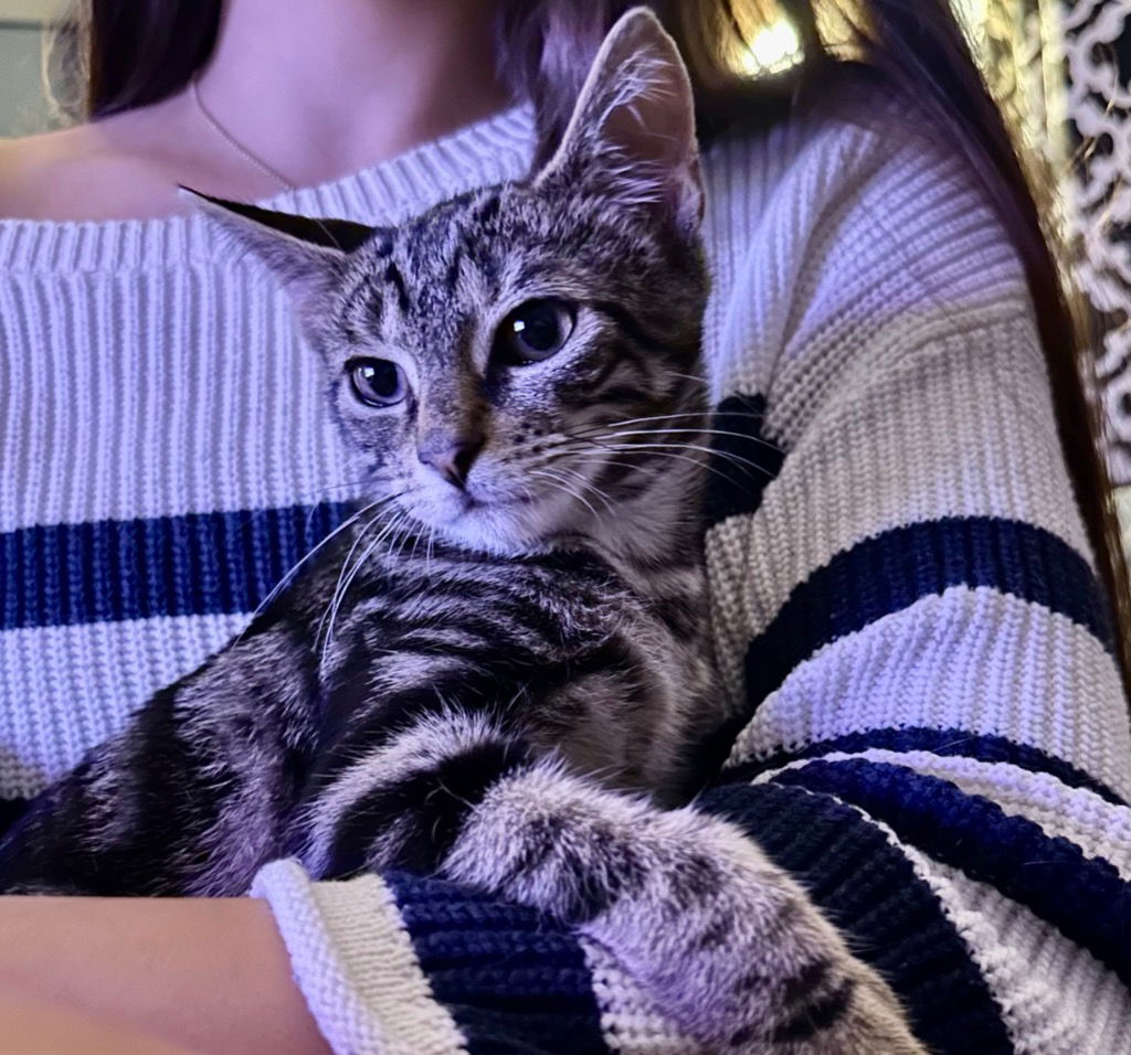 adoptable Cat in Hagaman, NY named Marshmallow