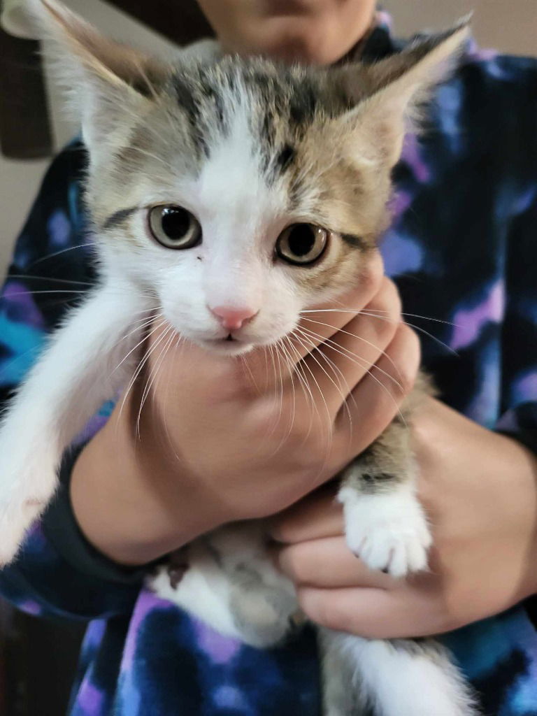 adoptable Cat in Hagaman, NY named Cobra