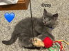 adoptable Cat in , NY named Ozzy