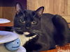 adoptable Cat in hagaman, NY named Ron Jon