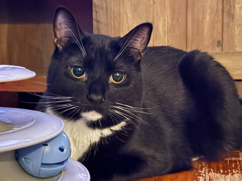 picture of the cat needing adoption