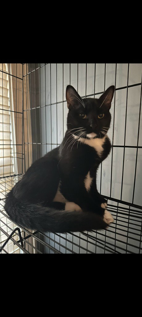 RON JON - American Shorthair available for adoption