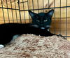 adoptable Cat in , NY named Ron Jon