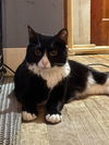 adoptable Cat in hagaman, NY named Roland