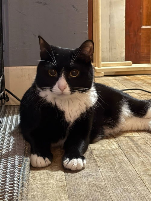 picture of the cat needing adoption