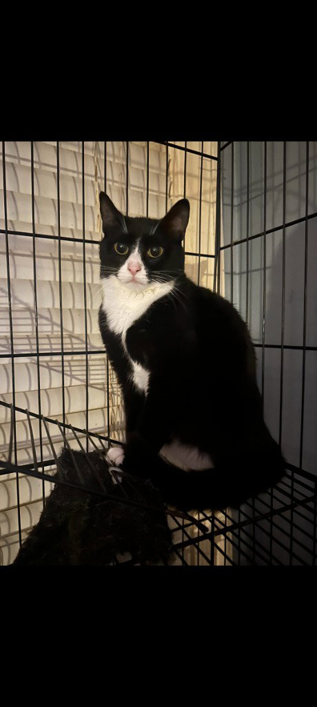 ROLAND - American Shorthair available for adoption