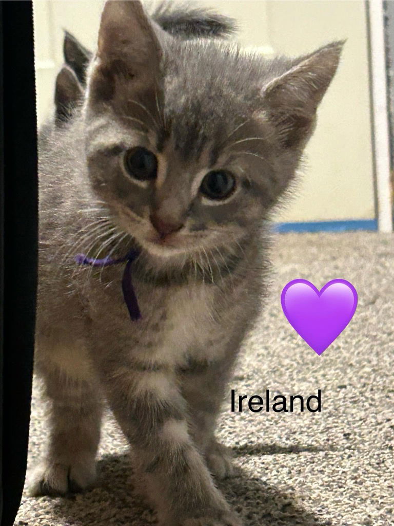 adoptable Cat in Hagaman, NY named Ireland