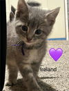 adoptable Cat in , NY named Ireland