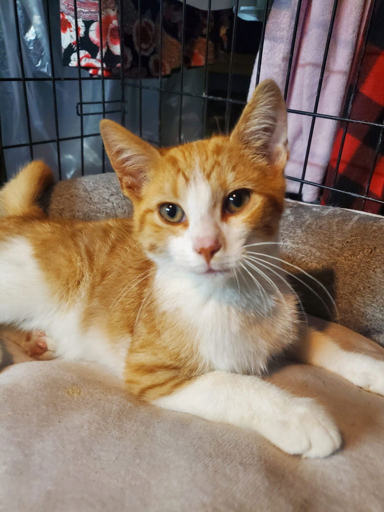 adoptable Cat in Hagaman, NY named Higgins