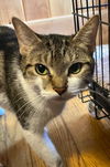 adoptable Cat in , NY named Nebula