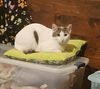 adoptable Cat in Hagaman, NY named Eichel