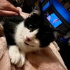 adoptable Cat in hagaman, NY named Puka