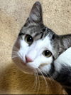 adoptable Cat in hagaman, NY named Fritzy