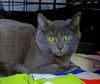 adoptable Cat in hagaman, NY named Scrap