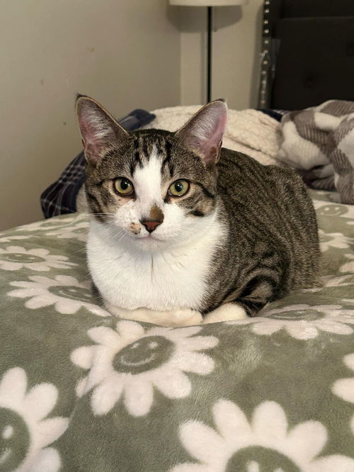 picture of the cat needing adoption