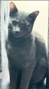 adoptable Cat in Hagaman, NY named Dovey