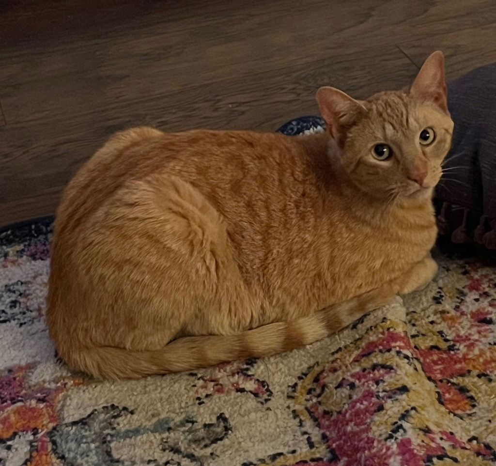 adoptable Cat in Hagaman, NY named Valentine