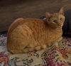 adoptable Cat in hagaman, NY named Valentine