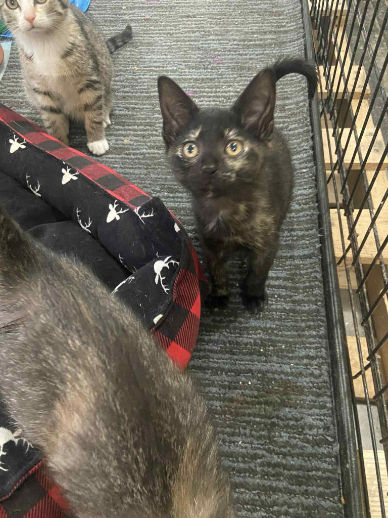 adoptable Cat in Hagaman, NY named Anna