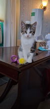 adoptable Cat in Hagaman, NY named Bert